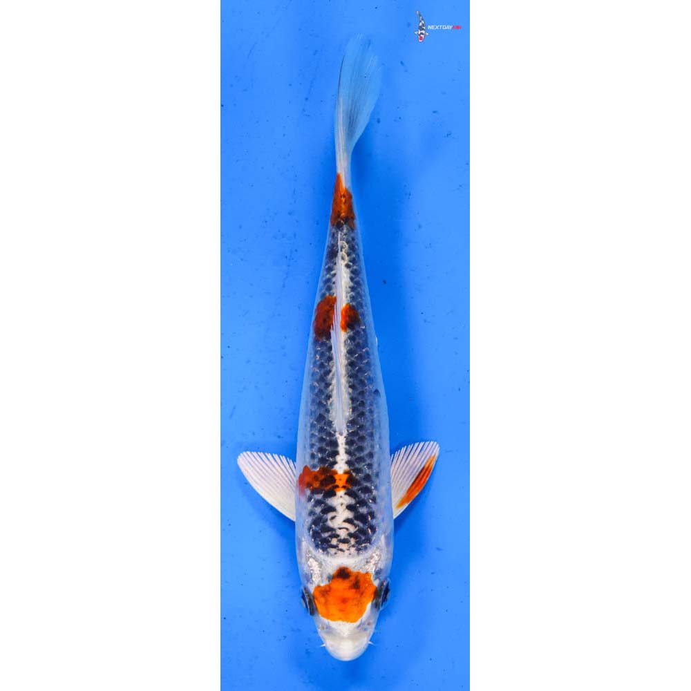 5.5” Imported Kujaku