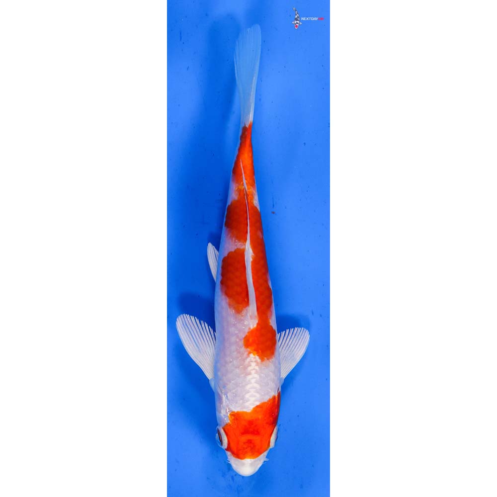 5.5” Imported Hariwake