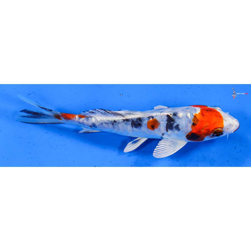 5.5” Imported Armor Scaled Yamato Nishiki