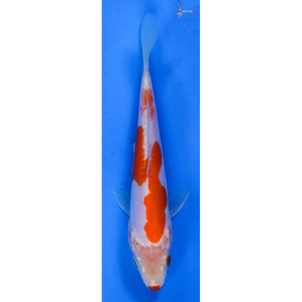5.5” Imported Doitsu Kohaku