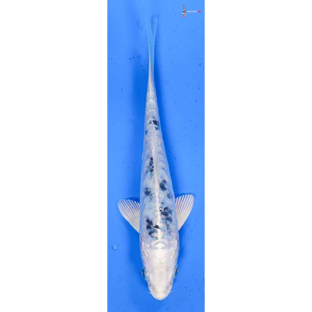 6” Imported Doitsu Gin Shiro Bekko