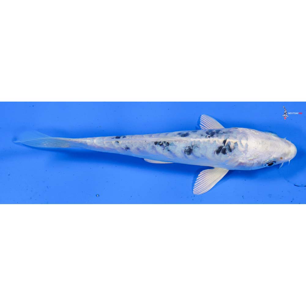 6” Imported Doitsu Gin Shiro Bekko