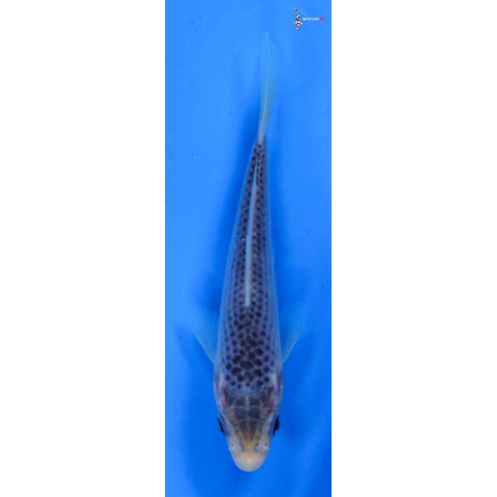 4.5” Imported Asagi