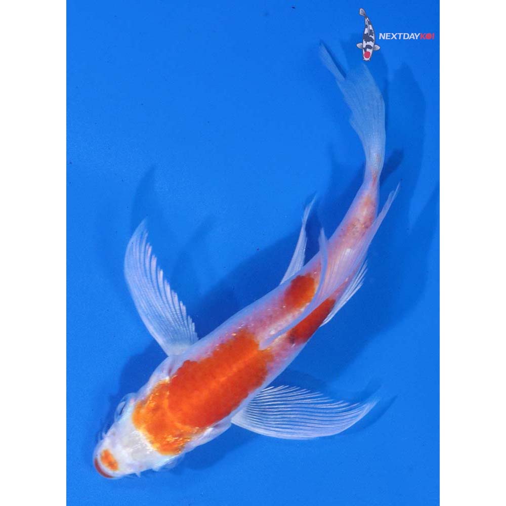 3.5” Imported Hariwake Butterfly Koi