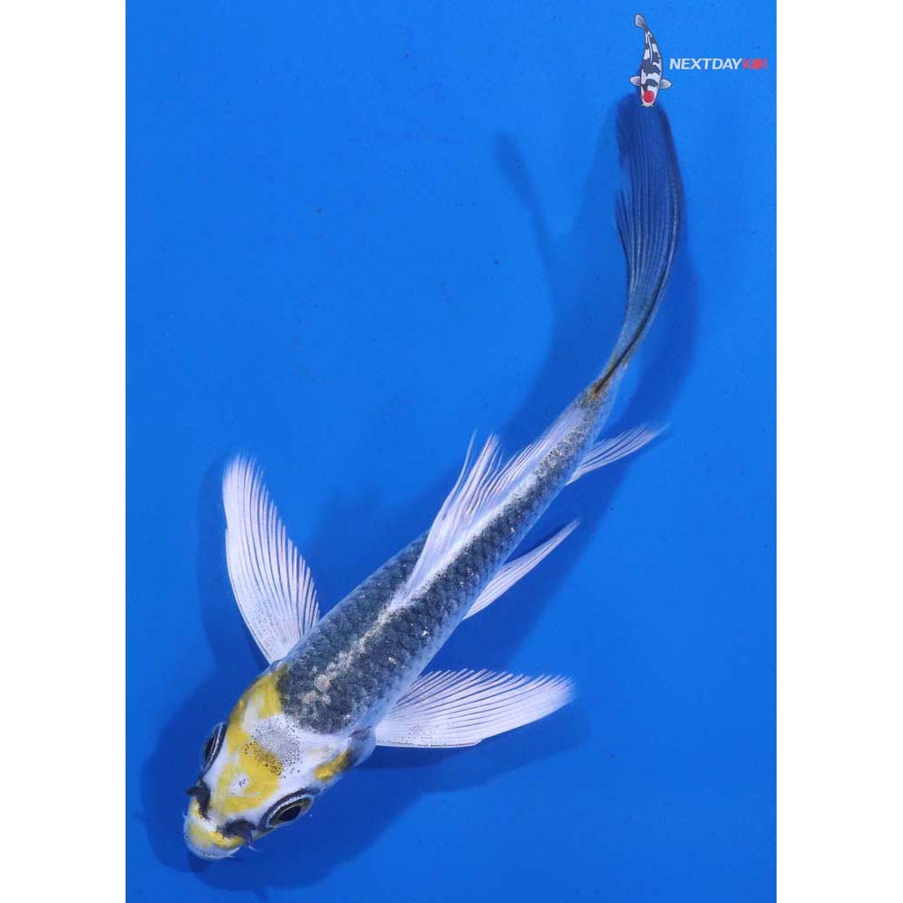 4” Imported Kujaku Butterfly Koi