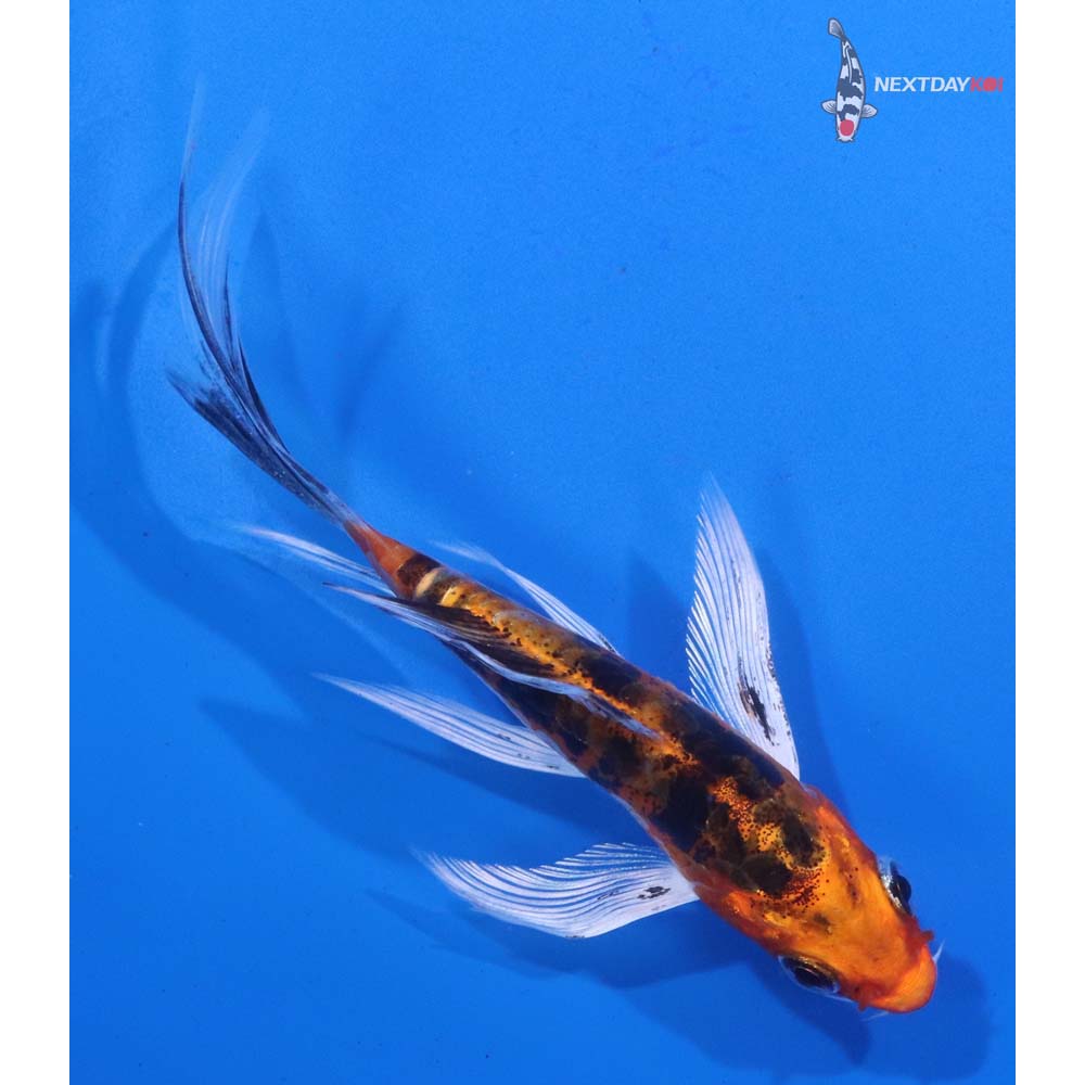 4” Imported Heisei Nishiki Butterfly Koi