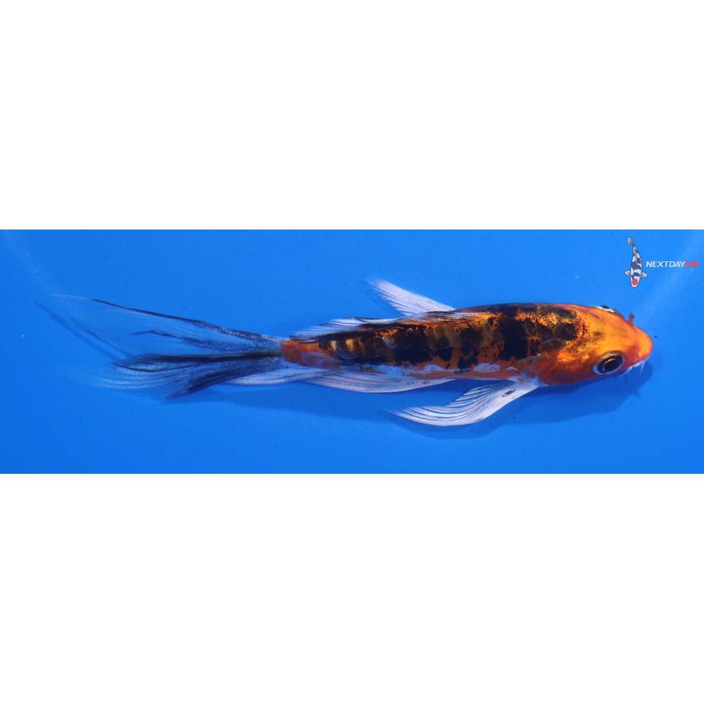 4” Imported Heisei Nishiki Butterfly Koi