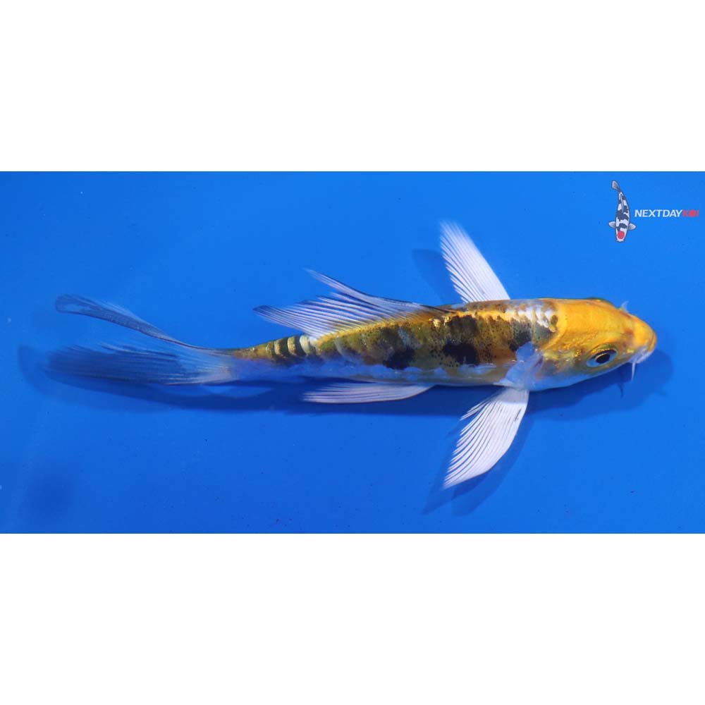 4” Imported Heisei Nishiki Butterfly Koi