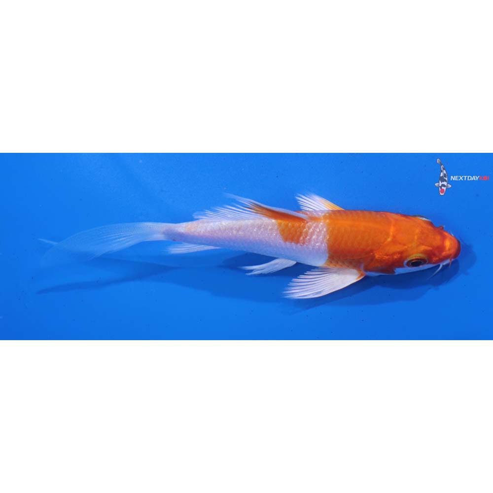 3.5” Imported Hariwake Butterfly Koi