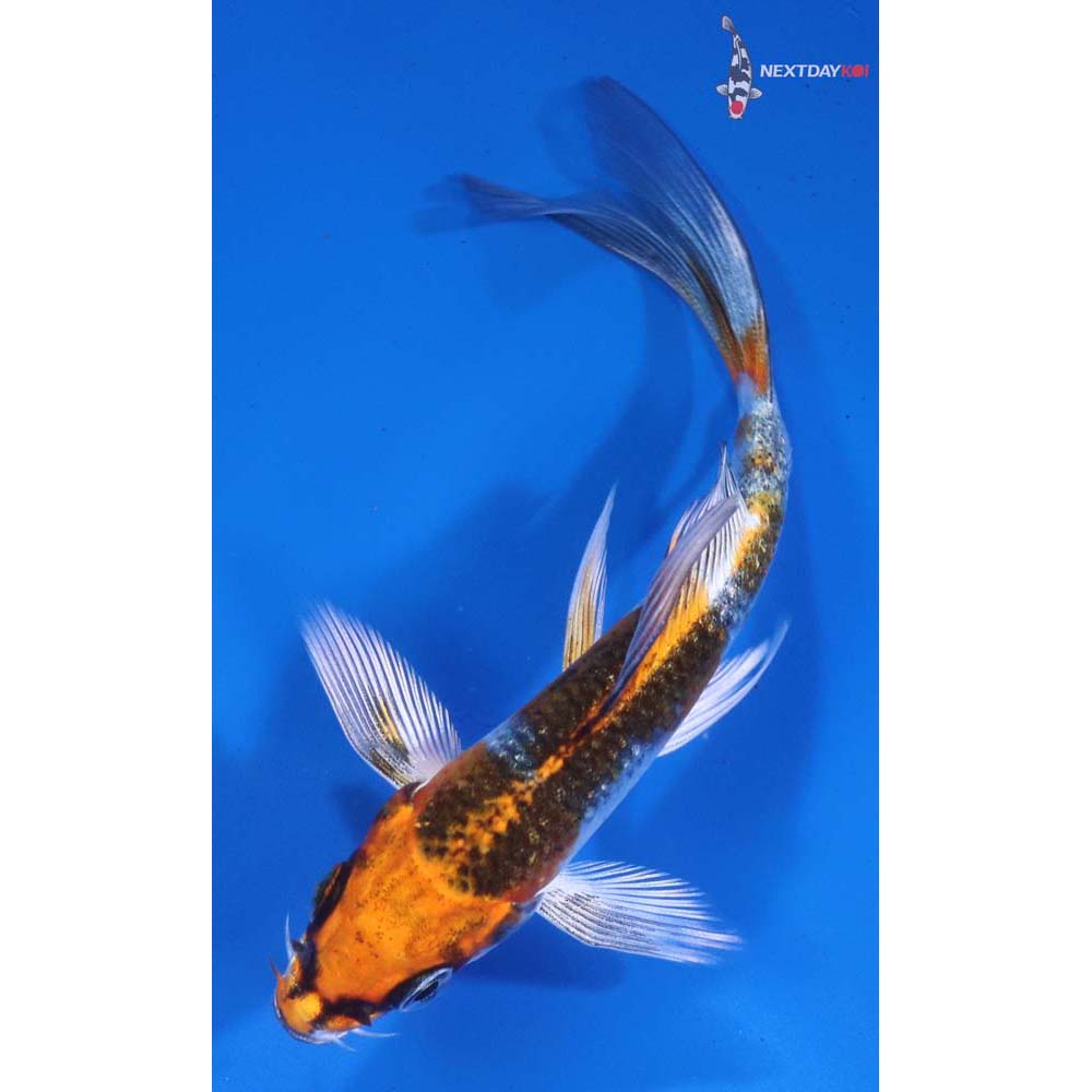4” Imported Kujaku Butterfly Koi
