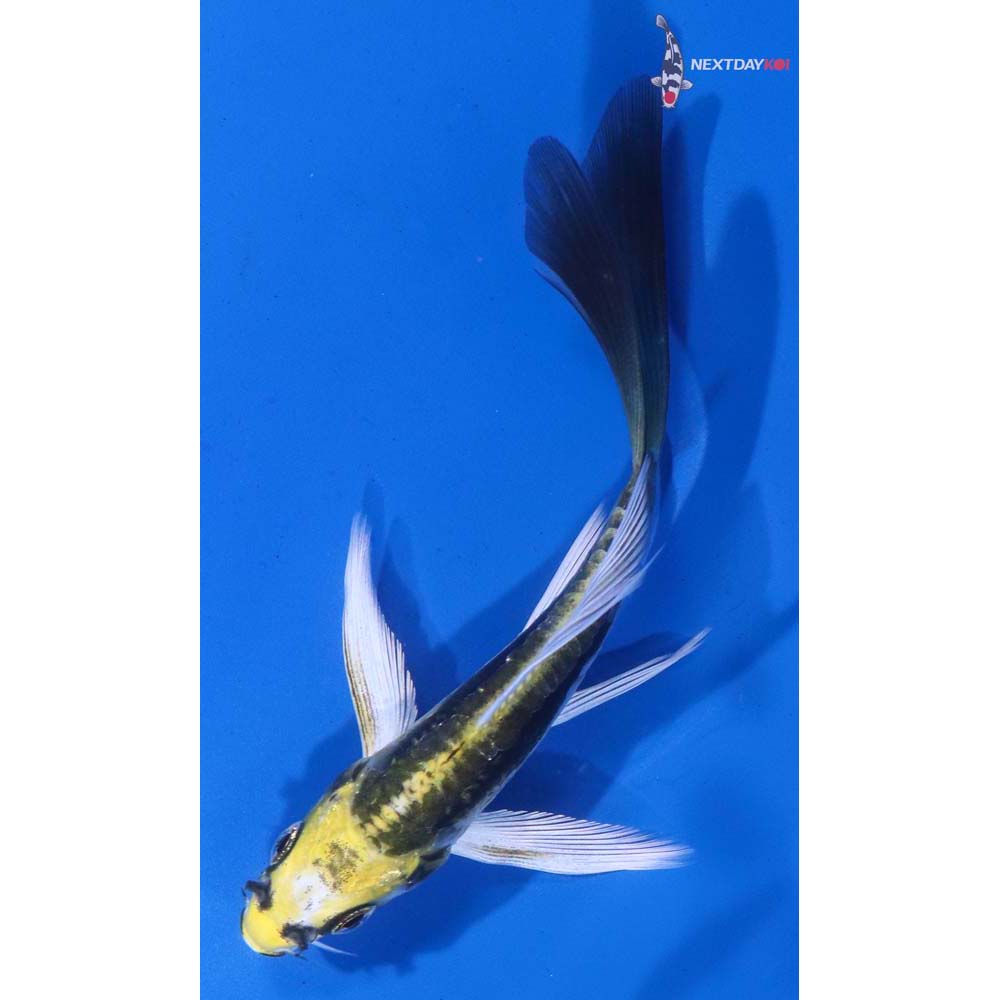4” Imported Kin Kikokuryu Butterfly Koi