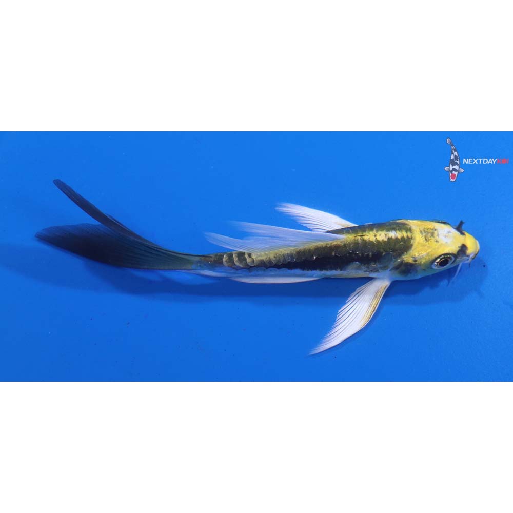 4” Imported Kin Kikokuryu Butterfly Koi