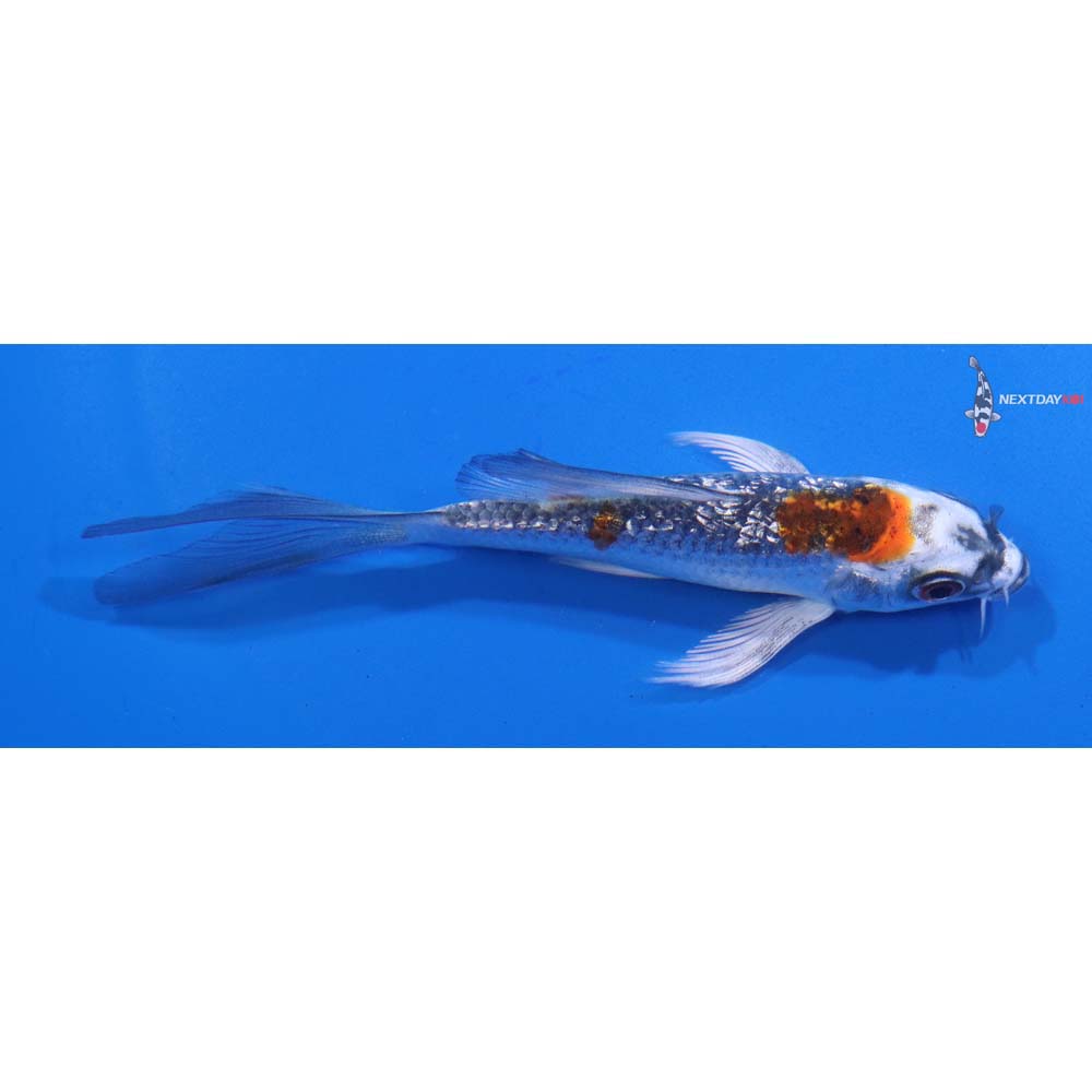 4” Imported Gin Rin Kujaku Butterfly Koi