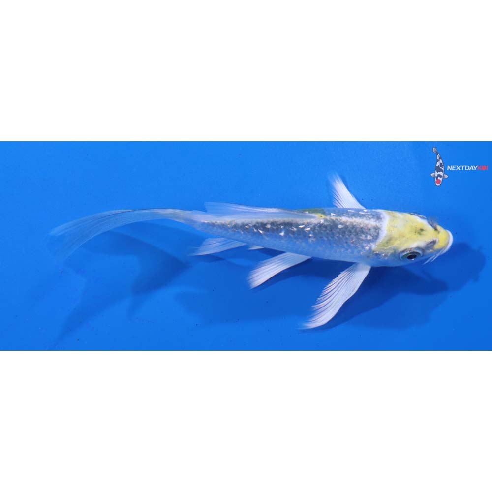 4.5” Imported Kujaku Butterfly Koi