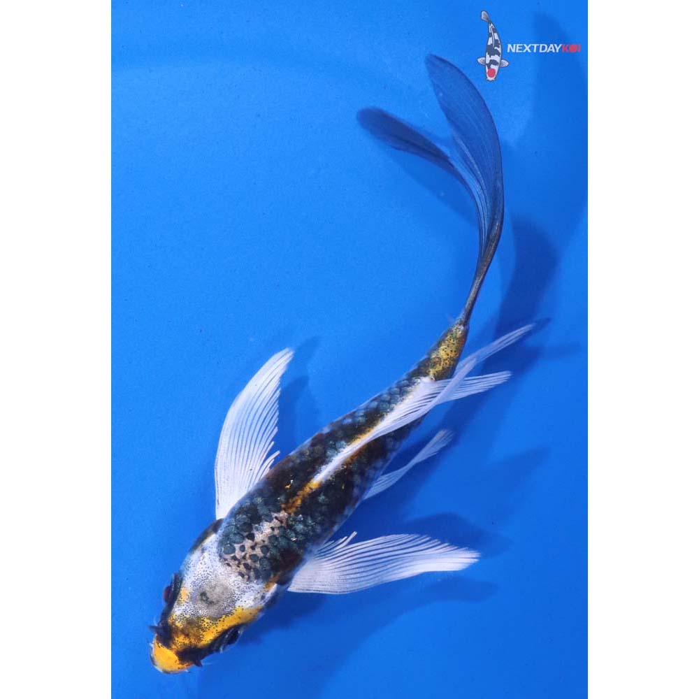 4.5” Imported Kujaku Butterfly Koi