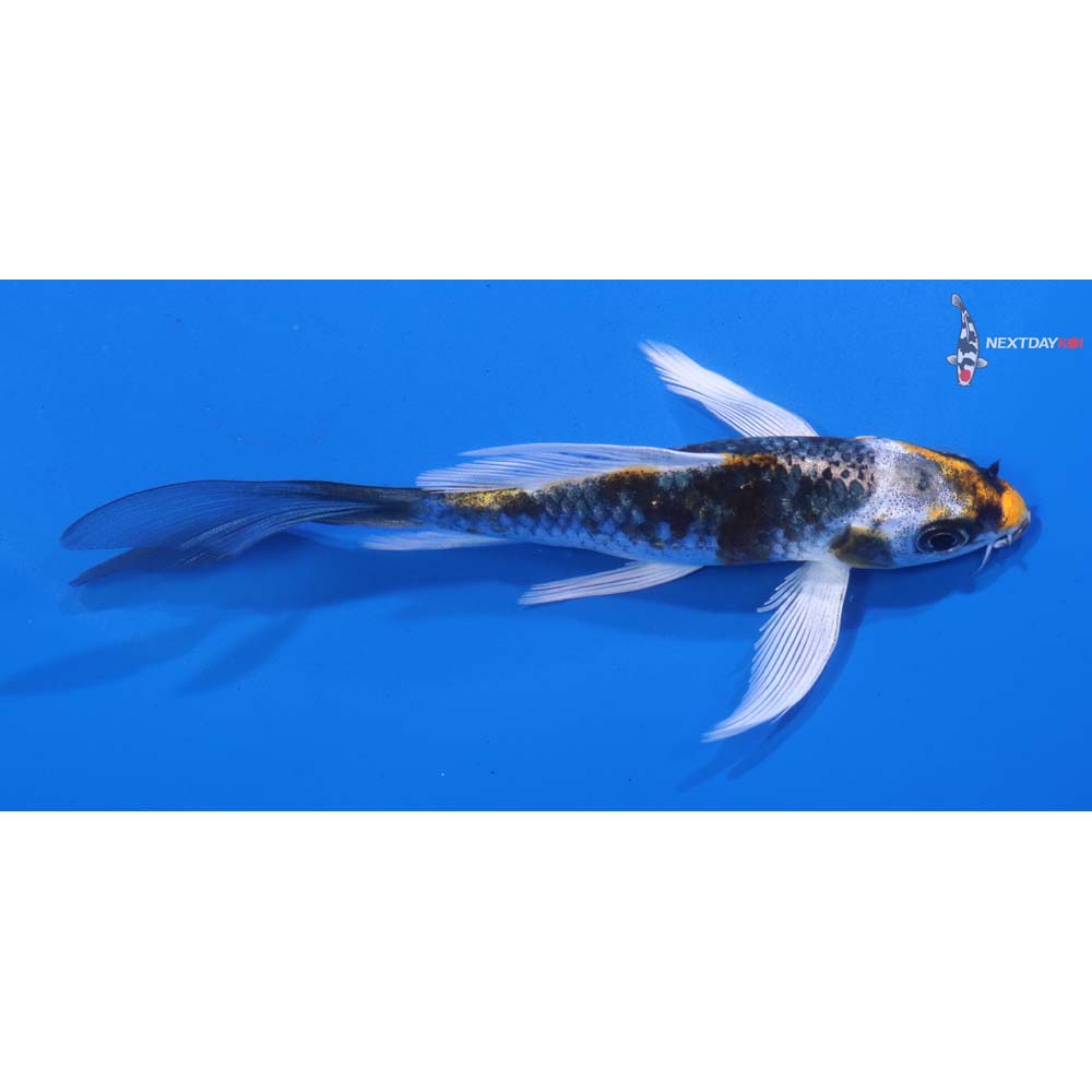 4.5” Imported Kujaku Butterfly Koi