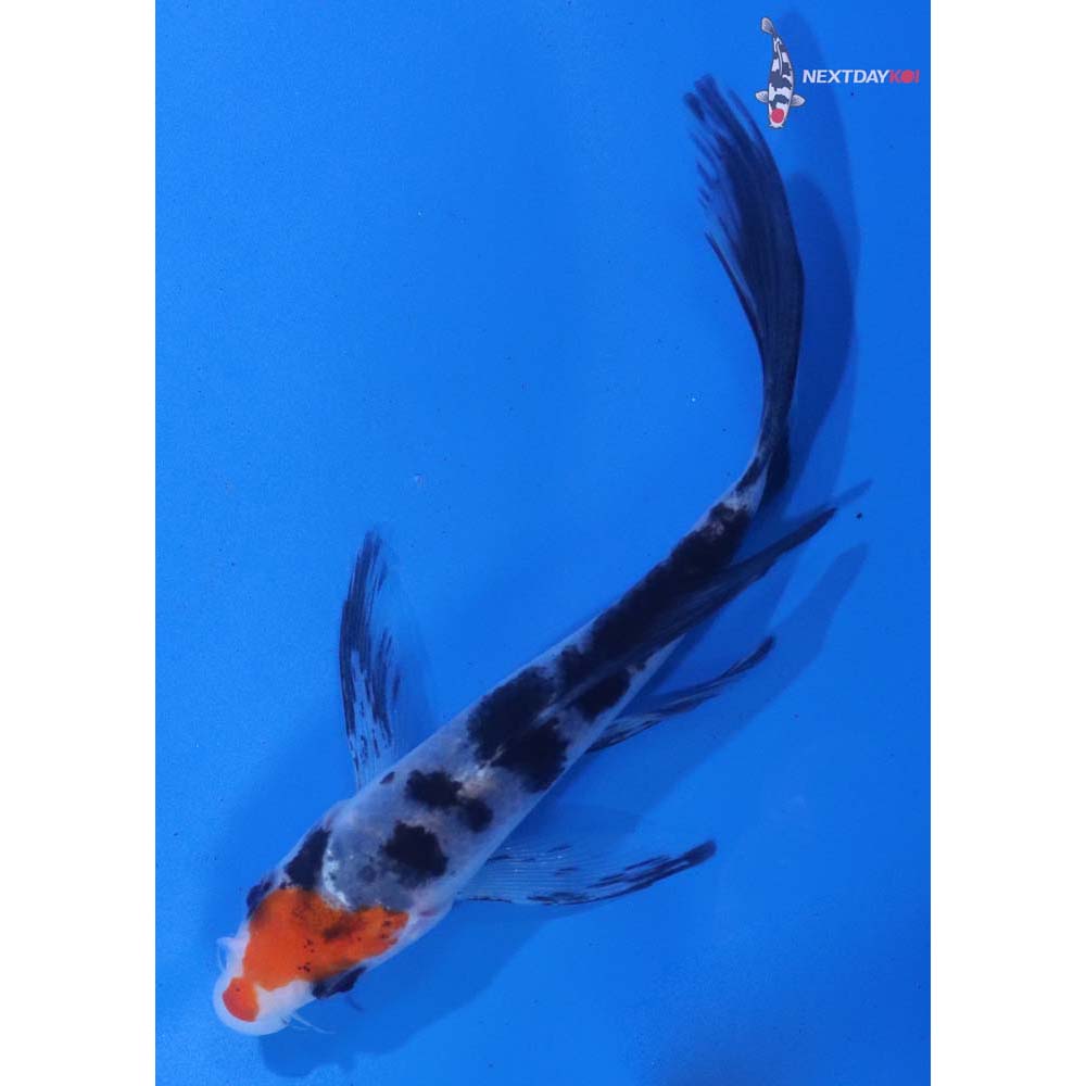 4.5” Imported Sanke Butterfly Koi