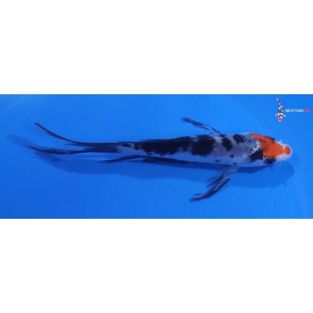 4.5” Imported Sanke Butterfly Koi