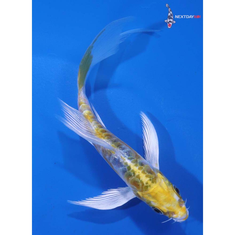 4.5” Imported Doitsu Kujaku Butterfly Koi