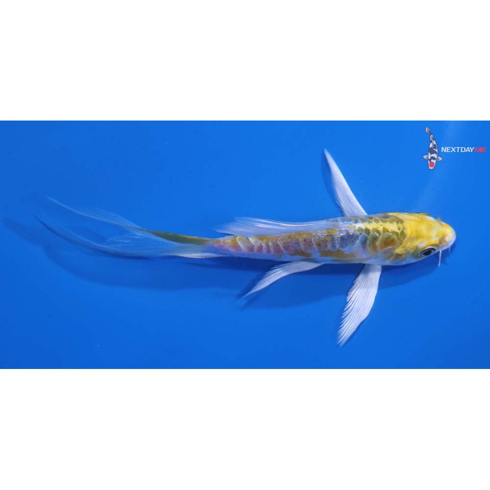 4.5” Imported Doitsu Kujaku Butterfly Koi