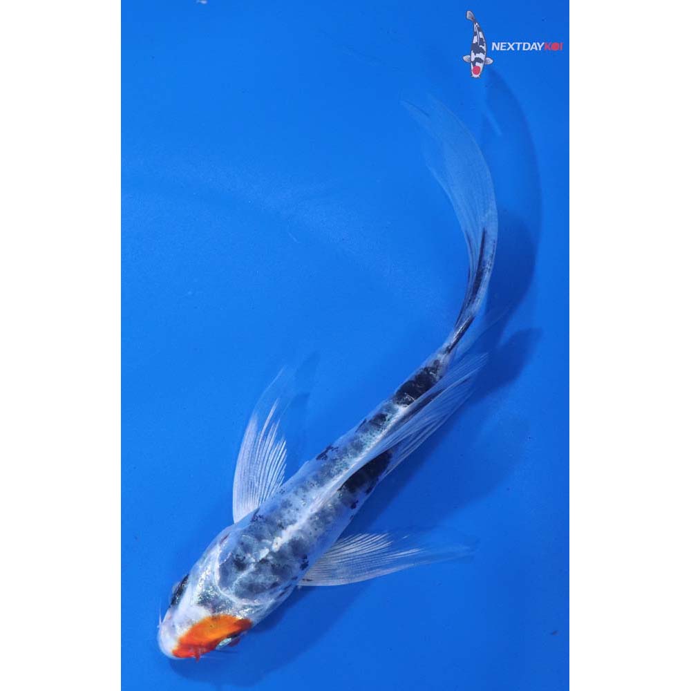 4.5” Imported Heisei Nishiki Butterfly Koi