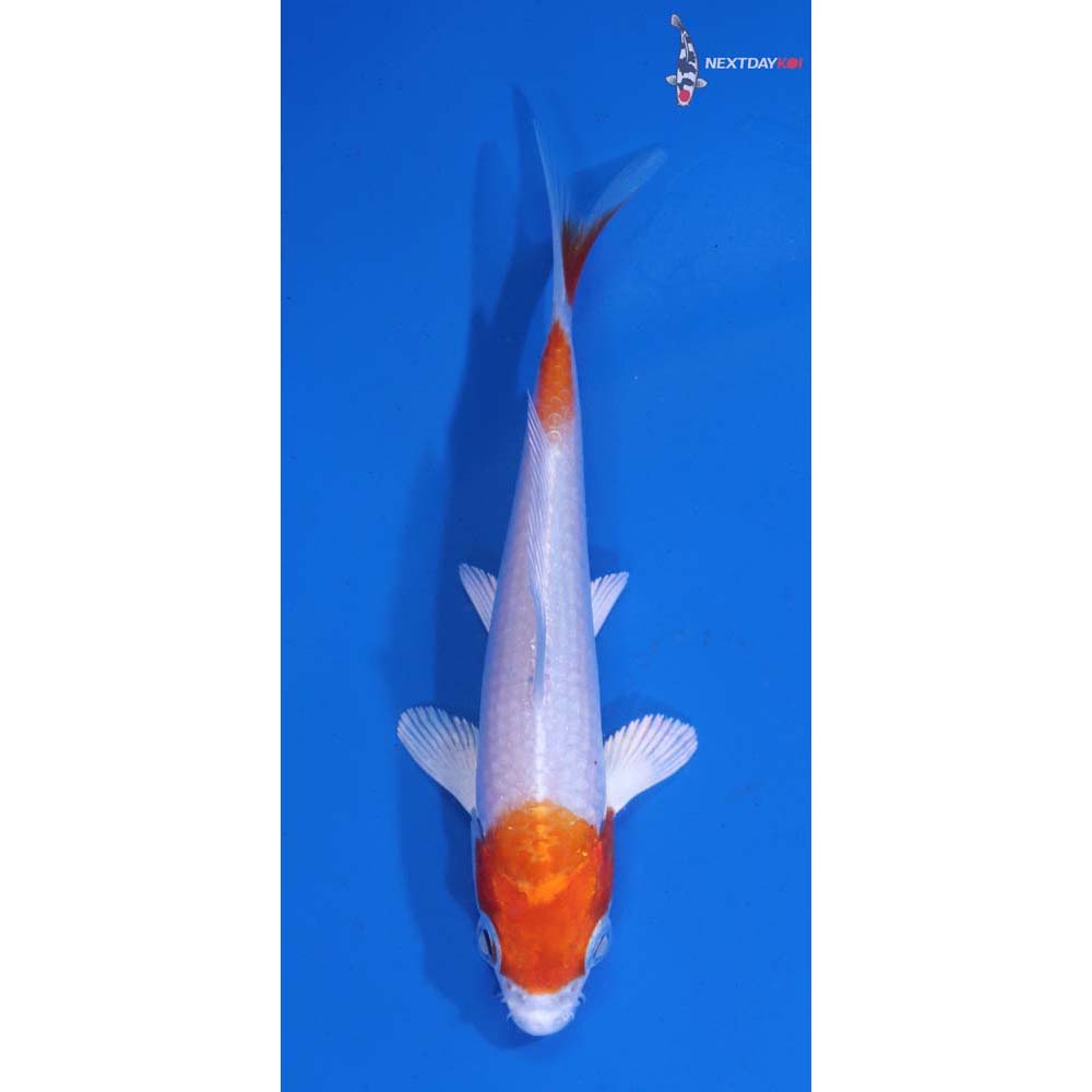 3.5” Imported Hariwake