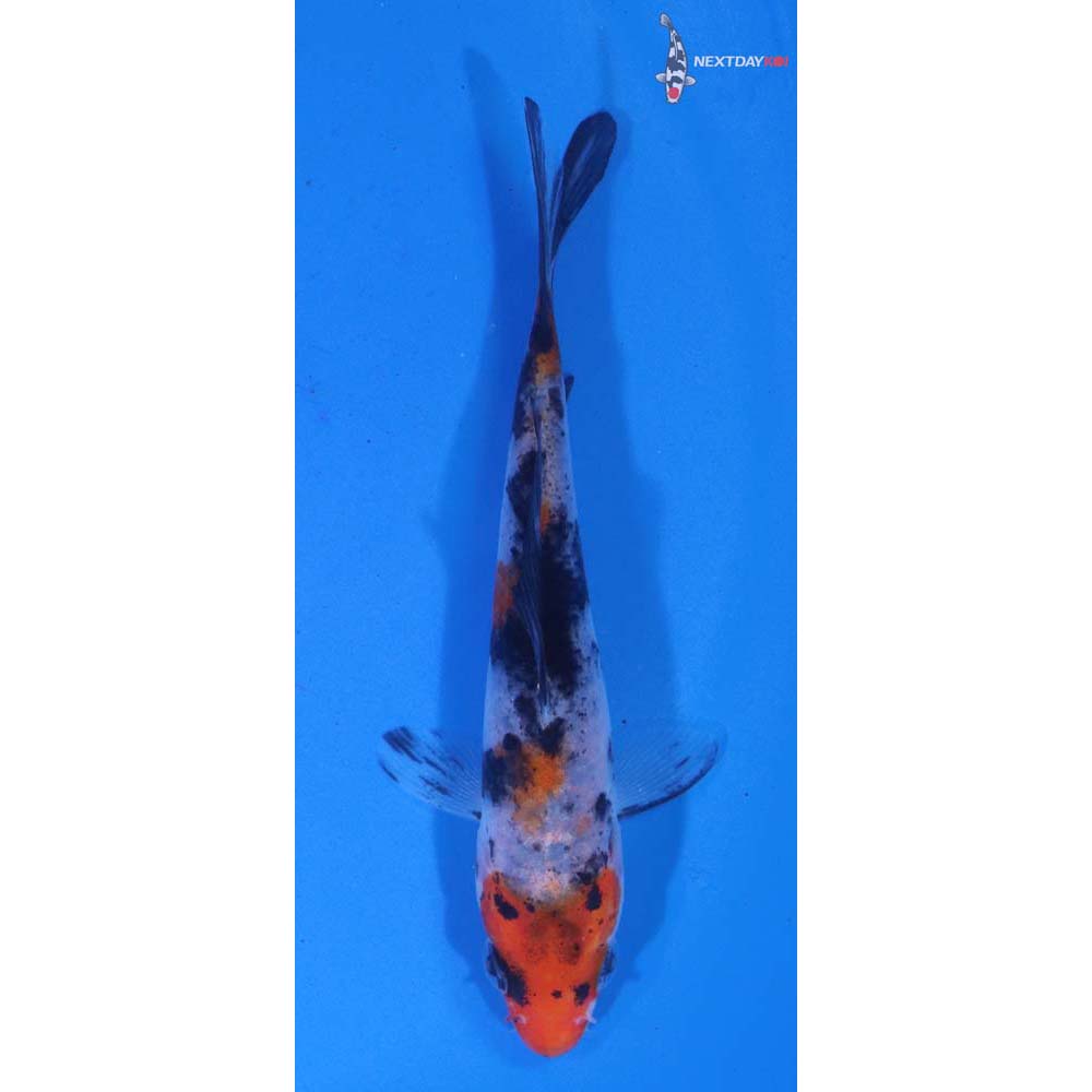 3.5” Imported Sanke