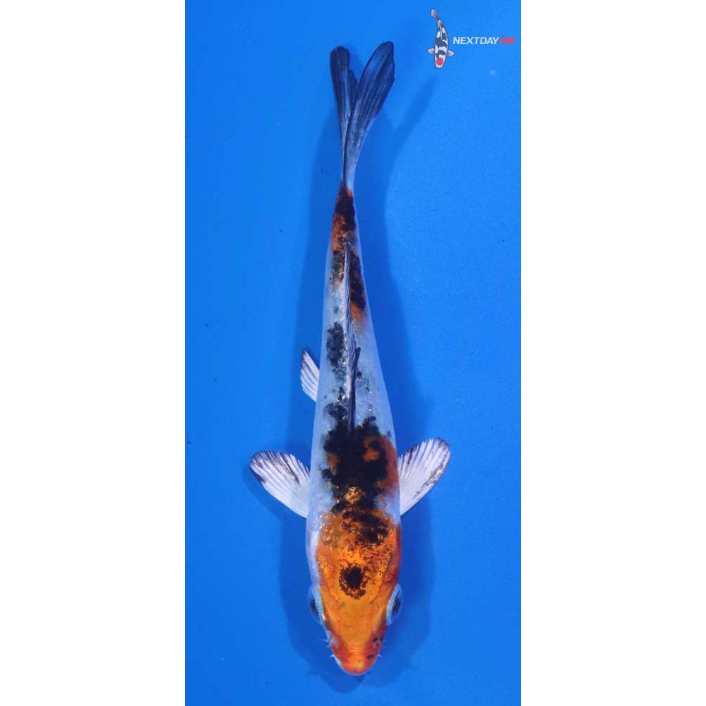 3.5” Imported Yamato Nishiki