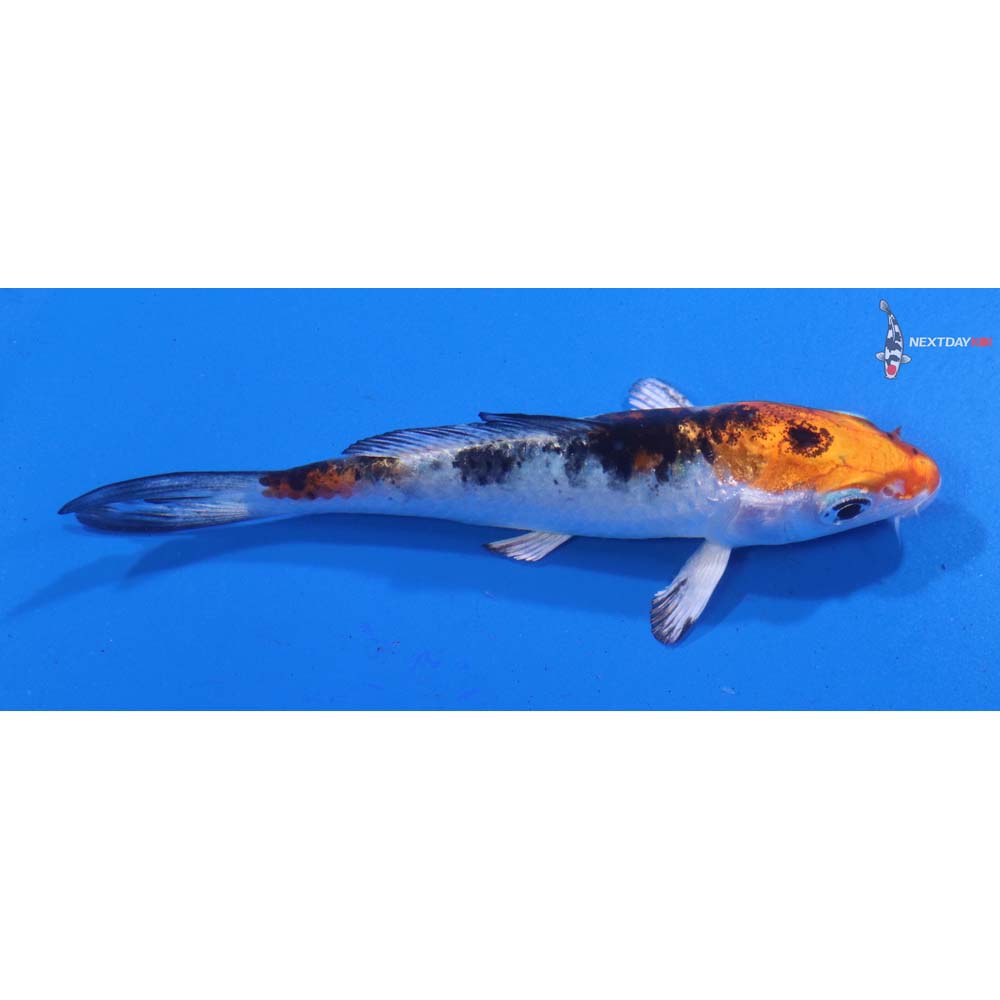 3.5” Imported Yamato Nishiki