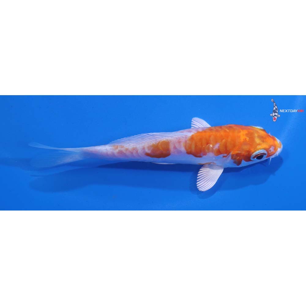 4” Imported Kikusui
