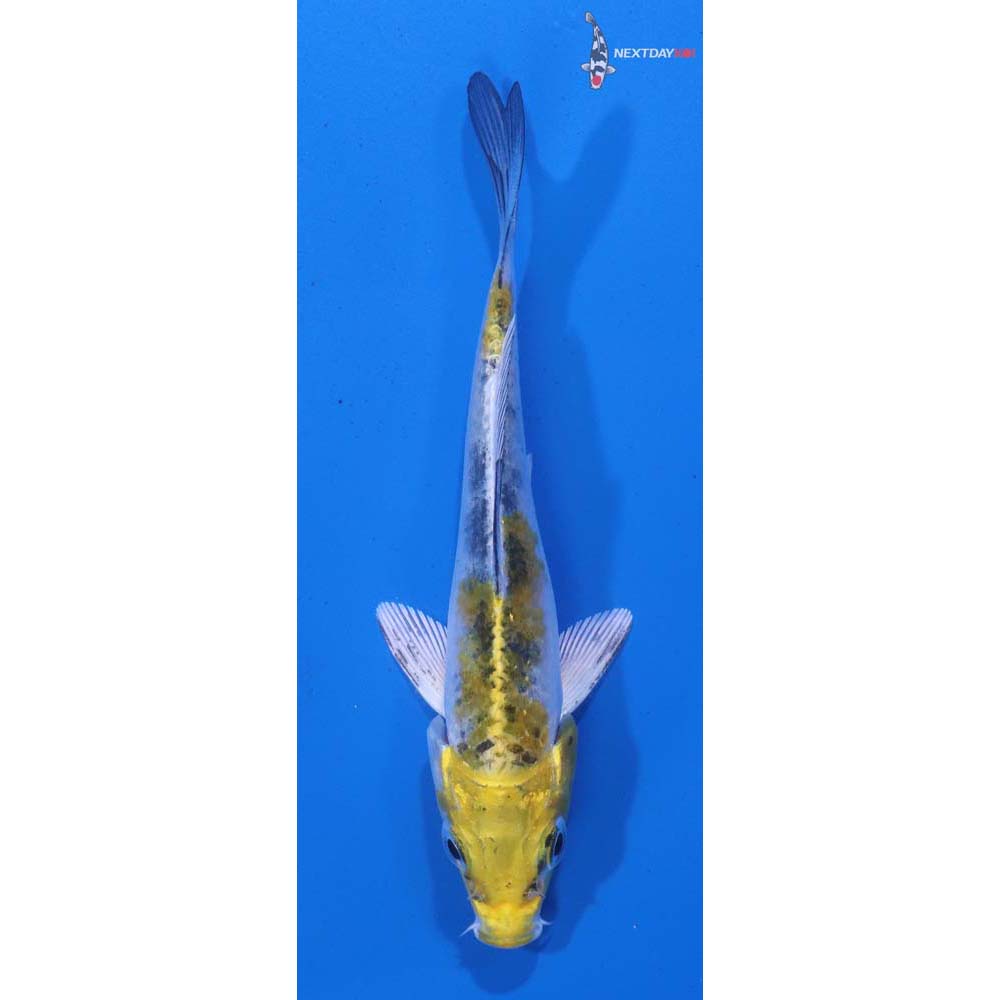 4” Imported Yamato Nishiki