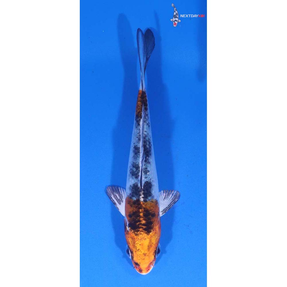 4” Imported Yamato Nishiki
