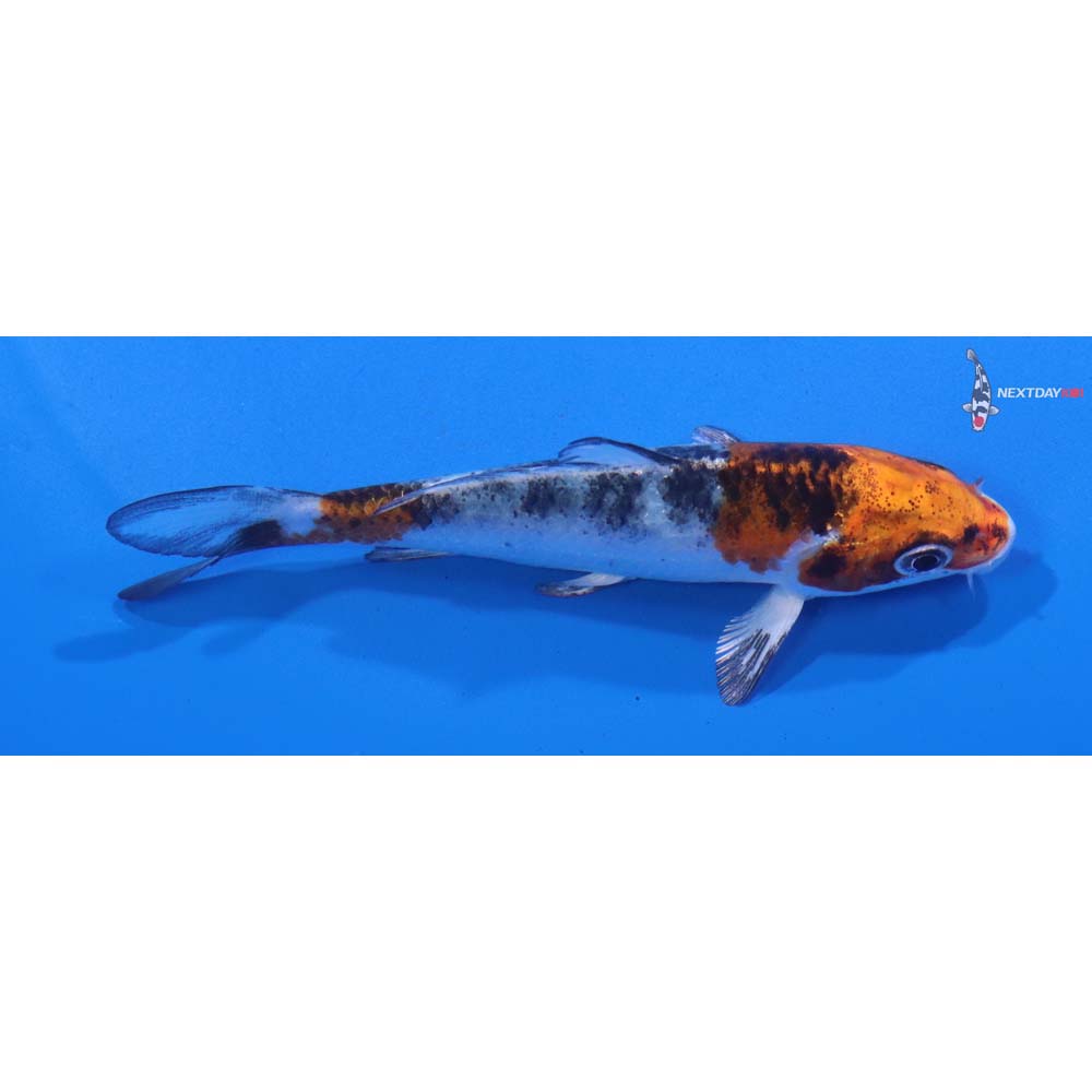 4” Imported Yamato Nishiki
