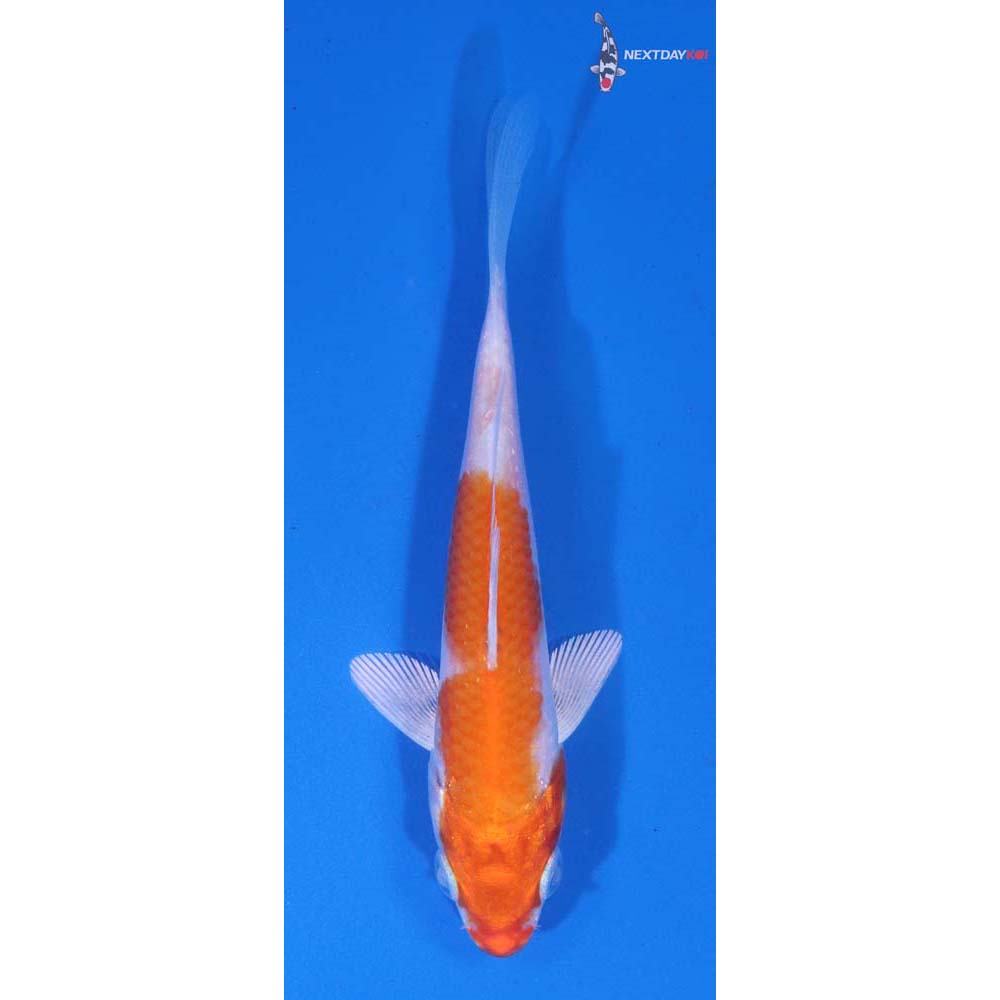 4” Imported Hariwake