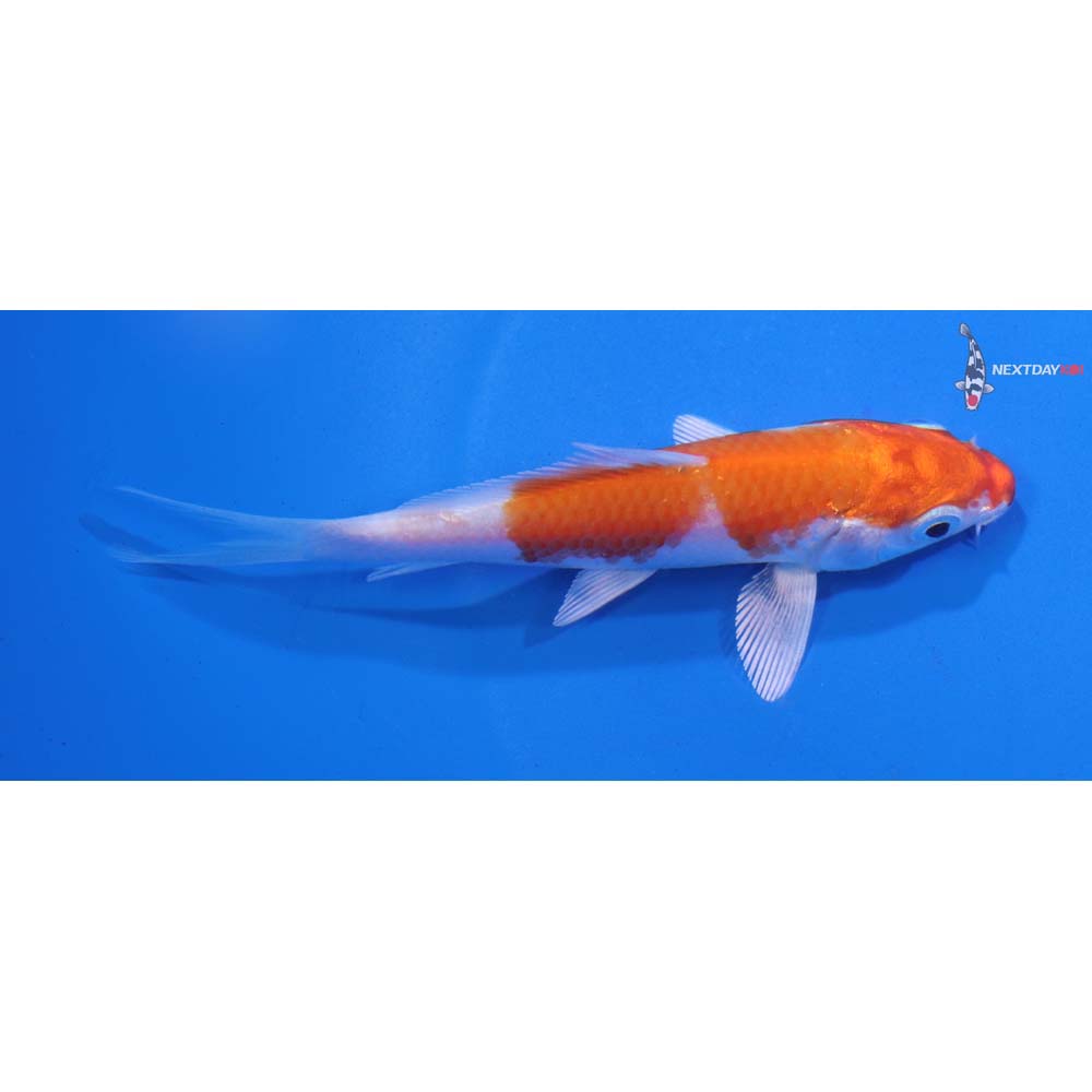 4” Imported Hariwake