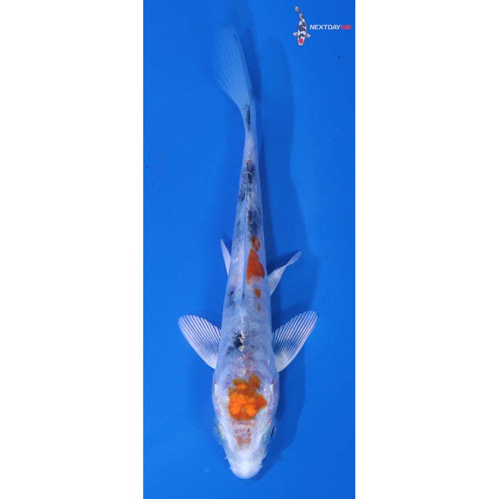 4” Imported Armor Scaled Yamato Nishiki