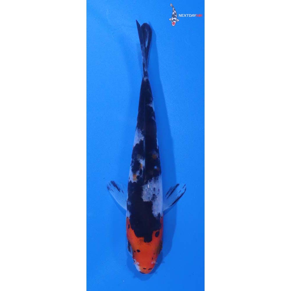 4” Imported Sanke