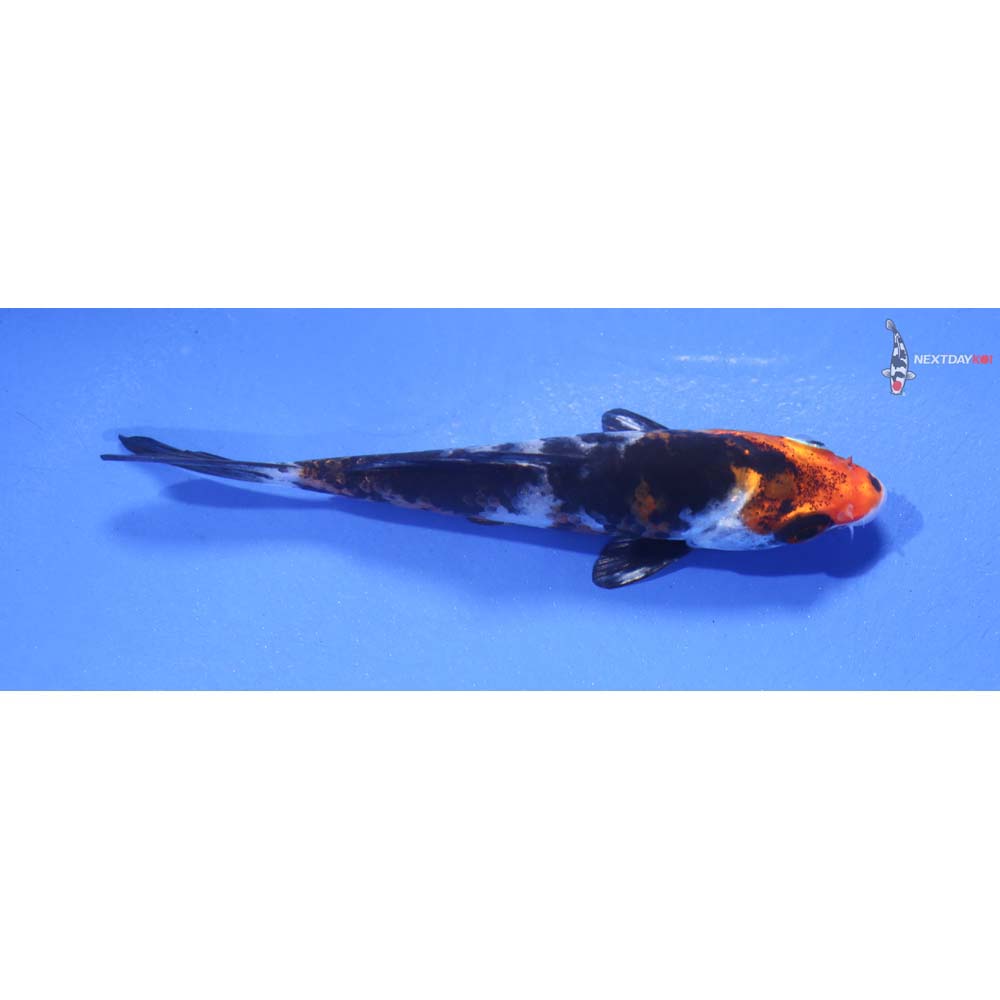 3.5” Imported Heisei Nishiki