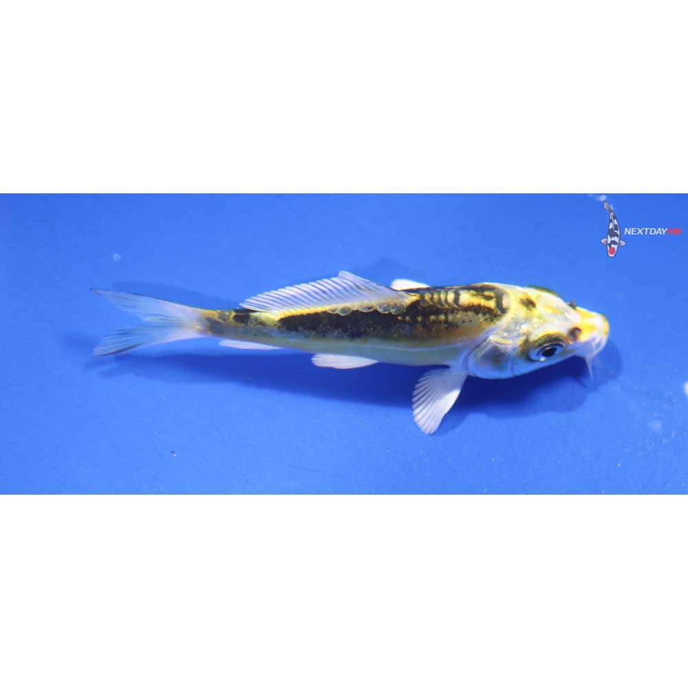3” Imported Kin Kikokuryu