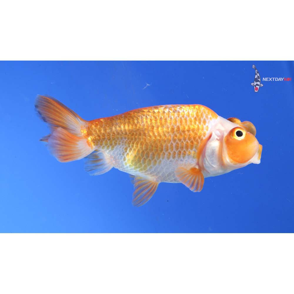 3.5” Imported Red and White Bubble Eye