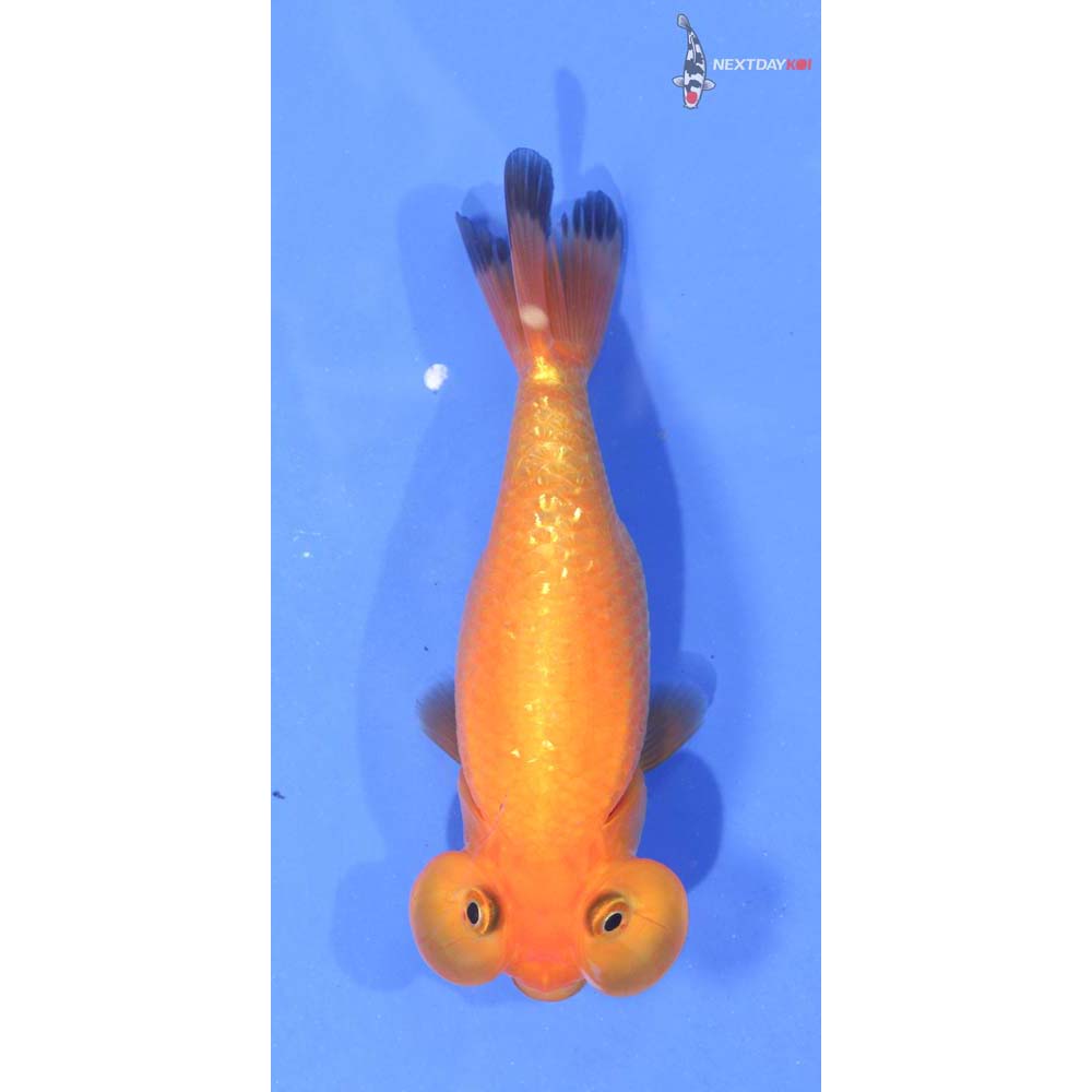 3.5” Imported Red Bubble Eye
