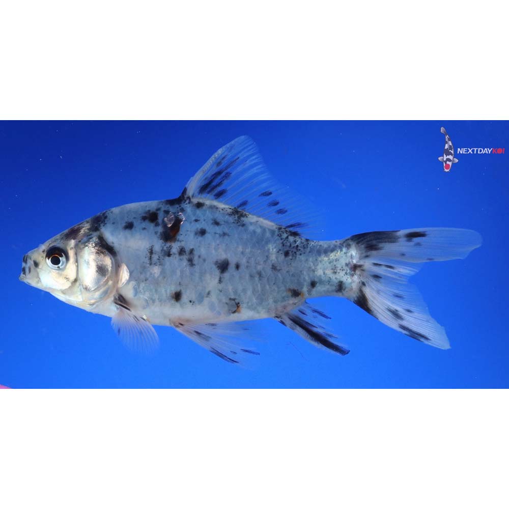 6” Imported Shubunkin