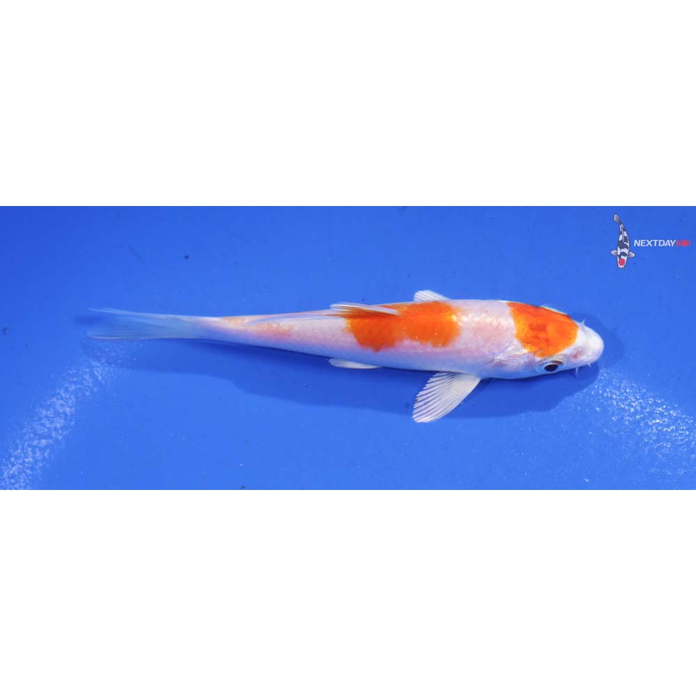 4” Imported Hariwake
