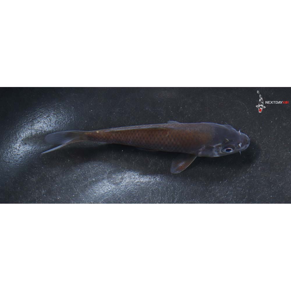 4” Imported Ochiba Shigure