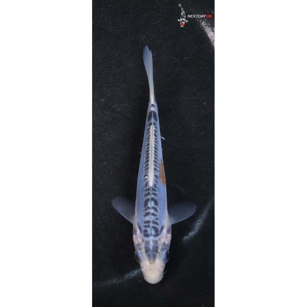 4” Imported Shusui