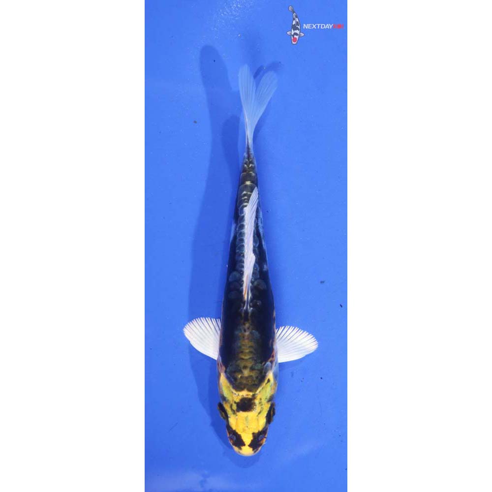 4.5” Imported Kin Kikokuryu