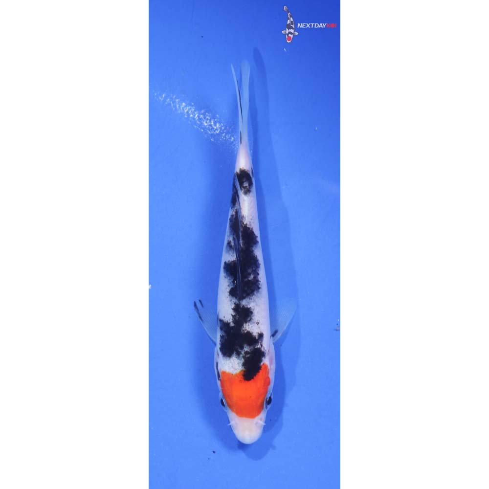 4.5” Imported Sanke