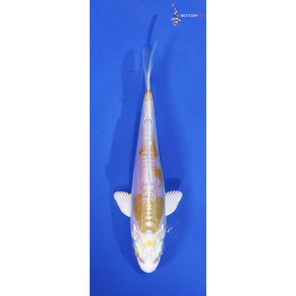 4.5” Imported Doitsu Lemon Hariwake