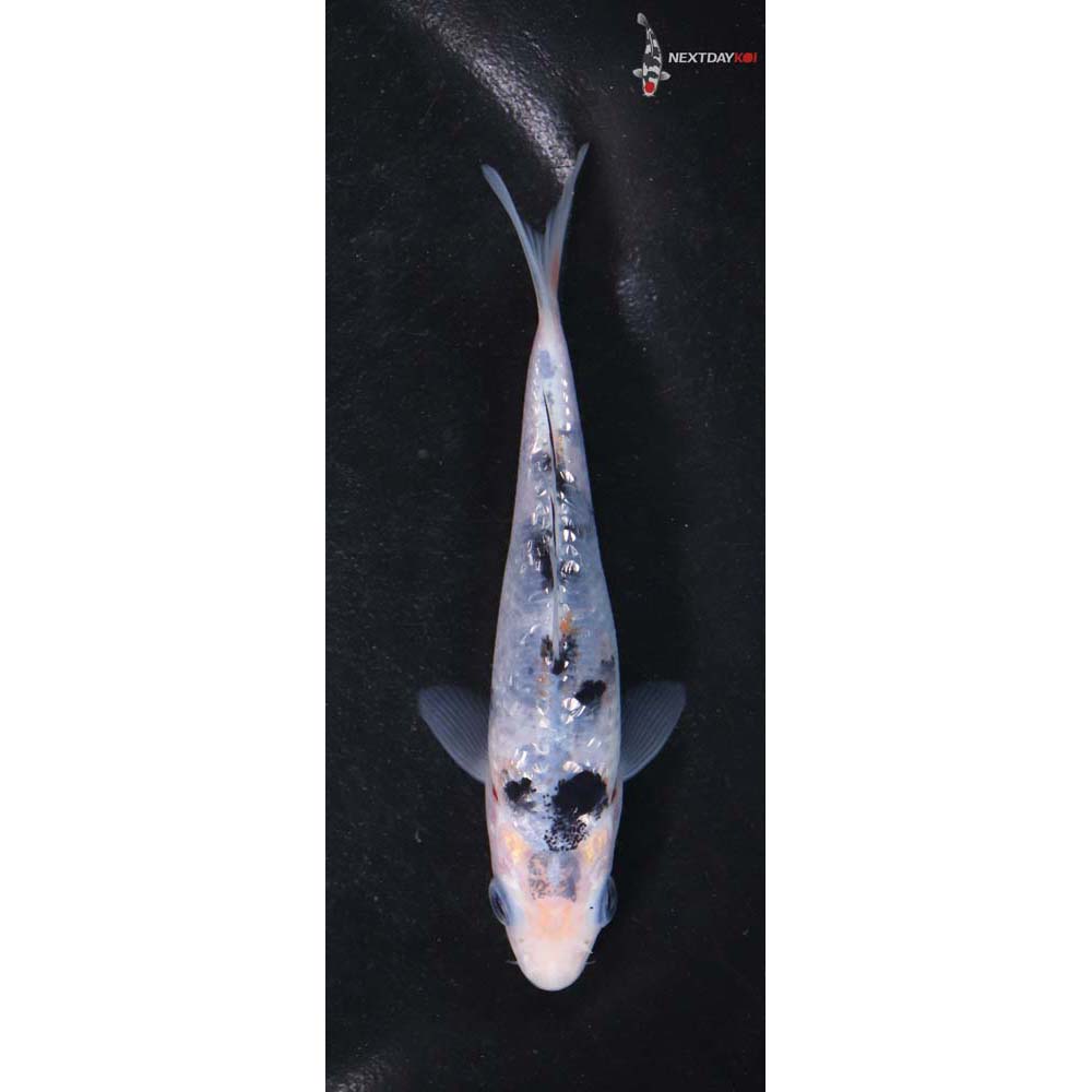 4.5” Imported Gin Rin Shiro Bekko
