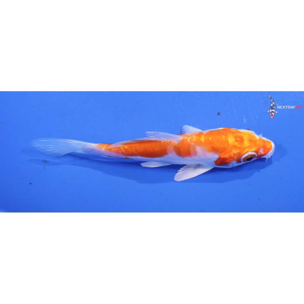 3.5” Imported Kikusui